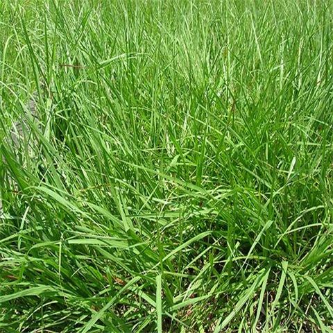涼山羊茅 涼山羊茅