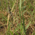 馬絆草(馬絆草) 馬絆草(馬絆草)