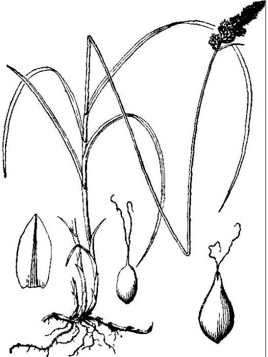 二柱薹草 二柱薹草