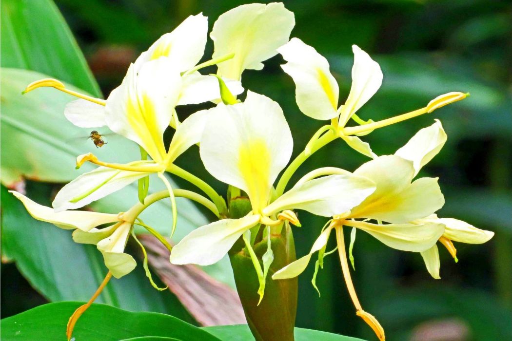 橙黃姜花 橙黃姜花