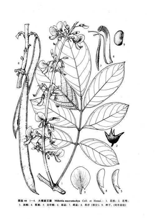 大穗崖豆 大穗崖豆
