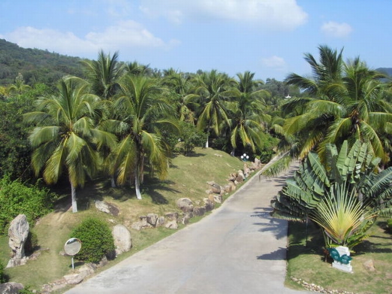 道邊的椰子樹