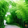 班竹(觀賞性竹子) 班竹(觀賞性竹子)