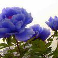 藍蝴蝶(芍藥屬牡丹栽培品種)