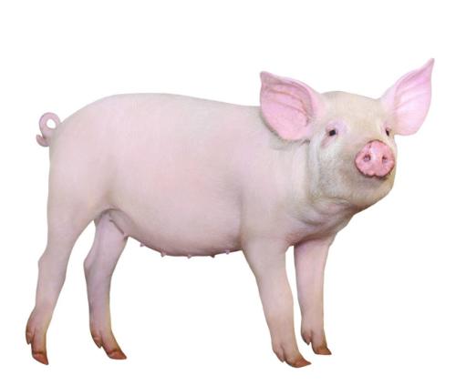 豬(脊椎動物、哺乳動物、家畜)