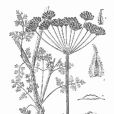 光果大瓣芹 光果大瓣芹