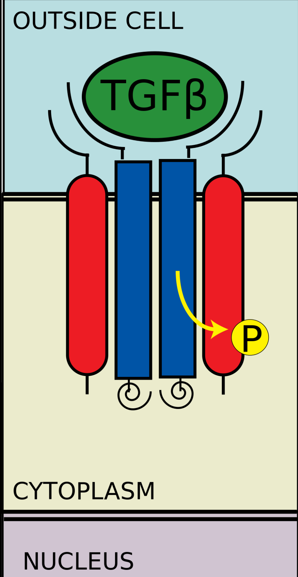 II型受體招募I型受體並將其磷酸化