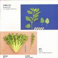 檸檬留蘭香 檸檬留蘭香