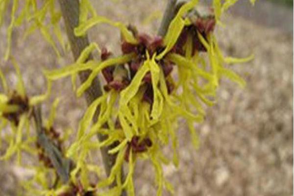Hamamelis × intermedia \x27Adieu\x27 Hamamelis × intermedia \x27Adieu\x27