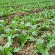紅魚上村 紅魚上村