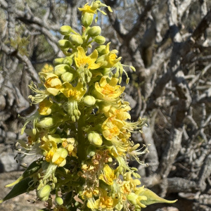 Erythrophysa aesculina