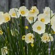多葉水仙 多葉水仙
