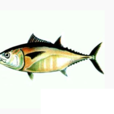 馬蘇鮪魚