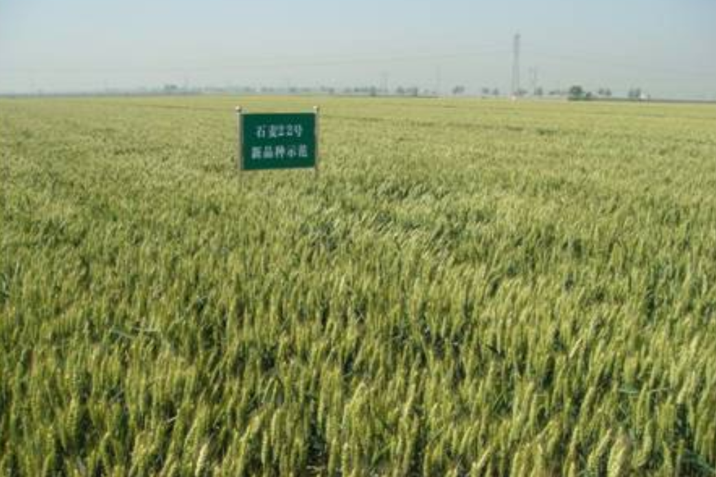 石麥22號(石麥22) 石麥22號(石麥22)
