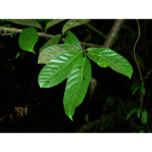 Cremastosperma brevipes