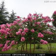 紫薇花(紫薇世界) 紫薇花(紫薇世界)