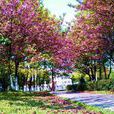 淮安櫻花園 淮安櫻花園