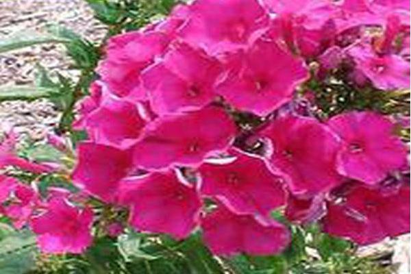 Phlox paniculata \x27Eden\x27s Glow\x27 Phlox paniculata \x27Eden\x27s Glow\x27