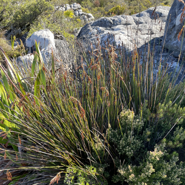 Thamnochortus nutans