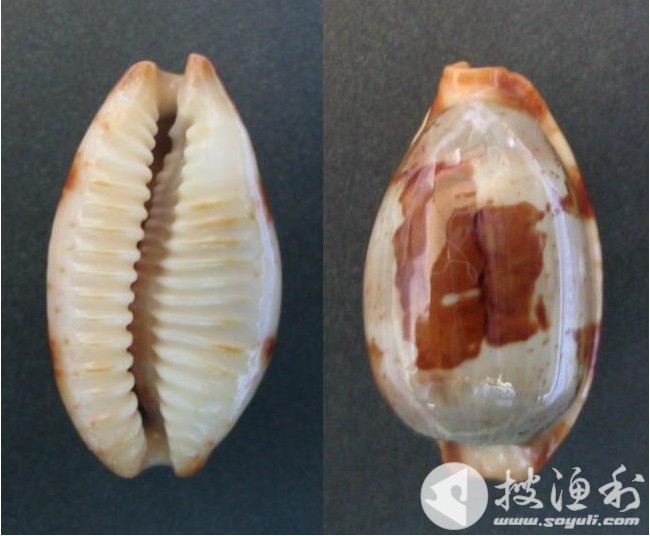 細溝海兔螺