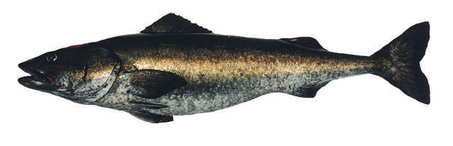 裸蓋魚(圖3)