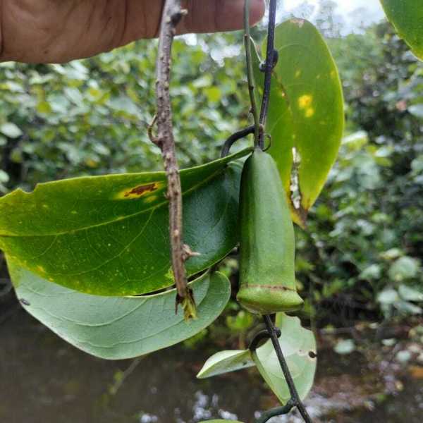 Zanonia indica