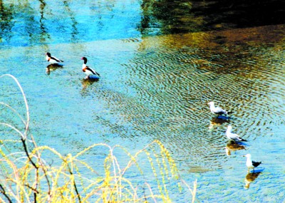 珍稀鳥類現身自由河