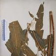 全緣鳳丫蕨 全緣鳳丫蕨