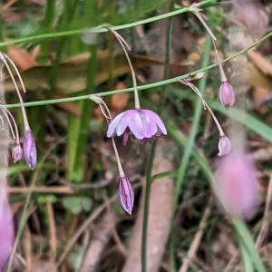 Arthropodium milleflorum