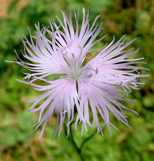 撫子花