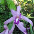 巴蒂斯蒂納科雷蘭(Cleistes batistana) 巴蒂斯蒂納科雷蘭(Cleistes batistana)