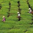 五一茶 五一茶