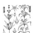 沙生茜草 沙生茜草