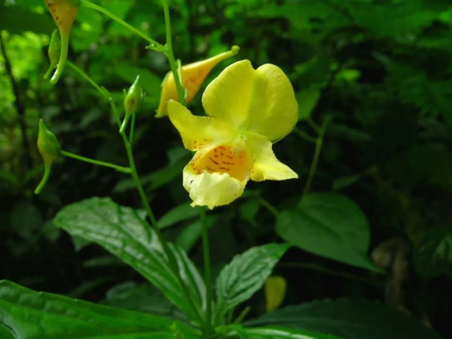 小萼鳳仙花