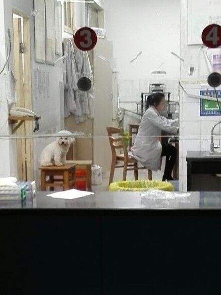 坐診狗 坐診狗
