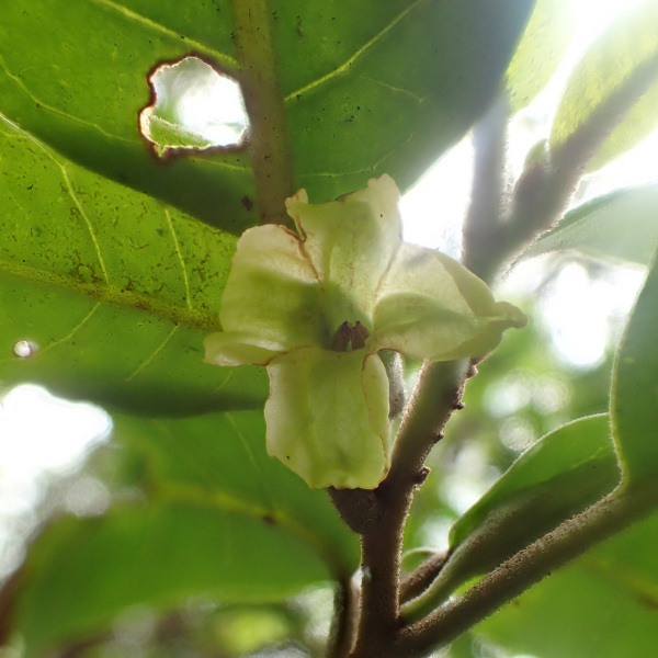 Nothocestrum longifolium