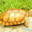 石龜(爬行動物)