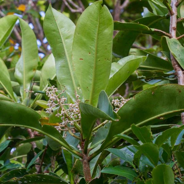Tapeinosperma vieillardii