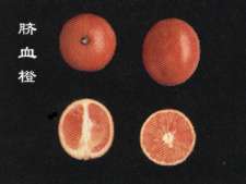臍血橙(圖片5)