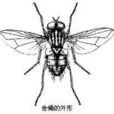 舍蠅 舍蠅