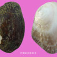 中國珍珠貝