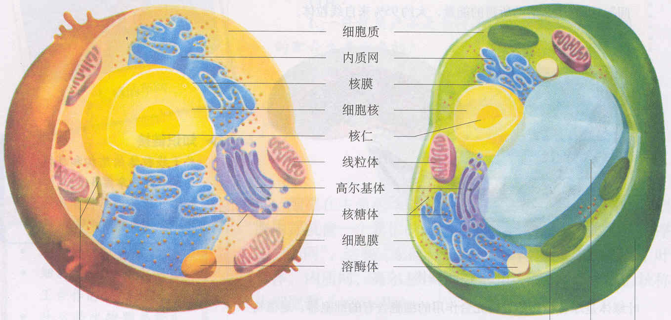 細胞結構圖