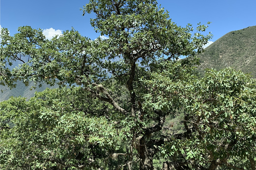 荒漠櫟