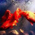 玻璃紅鯉