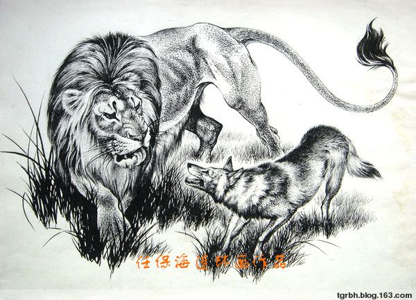 獅子和狼 獅子和狼