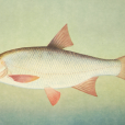 雅魯魚 雅魯魚