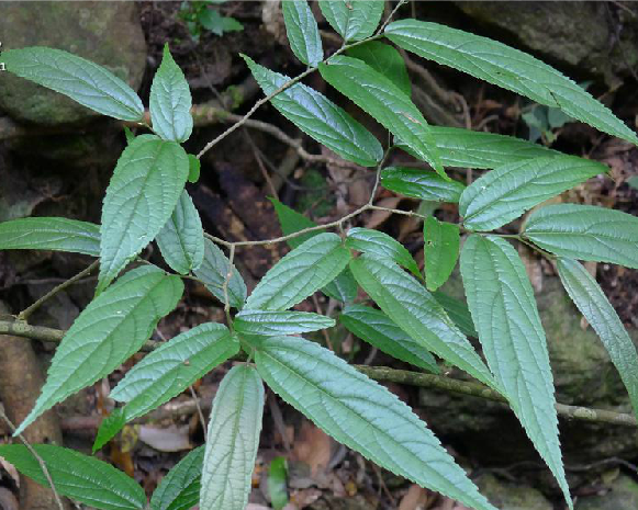 豬母柴根 豬母柴根