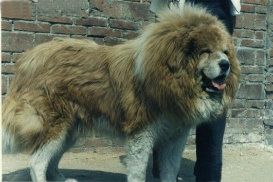 花獒 花獒
