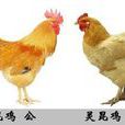 靈崑雞 靈崑雞