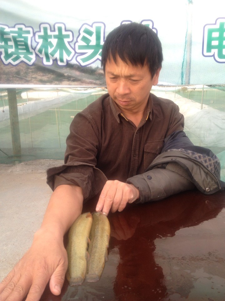 台灣鰻鰍